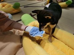-逗柴咖啡屋·狗咖猫咖宠物桌游