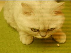 -猫和宫(六道口店)