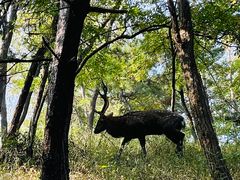 -大连森林动物园