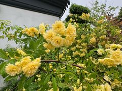 -巡塘古镇
