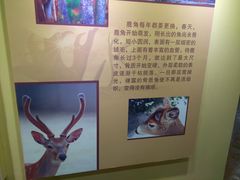 -北京鹿世界主题园