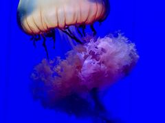 -上海海洋水族馆