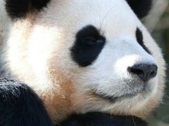 -卧龙中华大熊猫苑神树坪基地