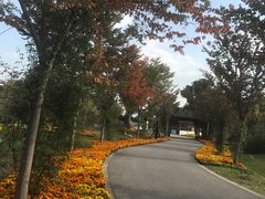 -鹅湖玫瑰文化园