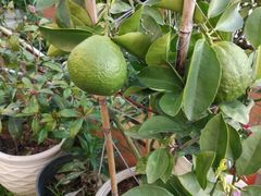 -兰纳泰式spa(古城店)