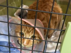 -四月宠物医院·猫专科·心脏专科·内科(转塘店)