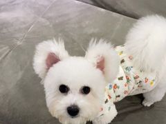 -安安宠医·安宠宠物医院