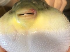 -肆月河豚·新淮扬(金融街店)