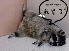-浣熊柯尔鸭土拨鼠·电玩咖