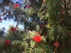 -瑞丽独树成林风景区