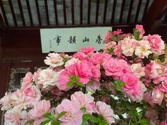 -上海醉白池公园