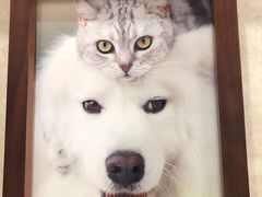 -宠爱国际动物医院· 猫科· 外科·中兽医(长白店)
