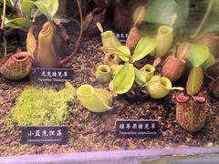 -中国科学院西双版纳热带植物园