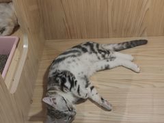 -屋虎猫馆(宝安大仟里店)