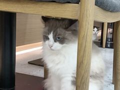 -喵园·猫主题咖啡厅·撸猫·猫咖(国贸店)