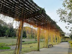 -广西壮族自治区药用植物园
