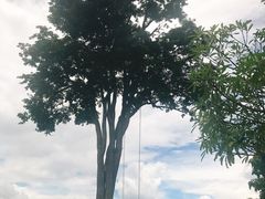 -大树秋千