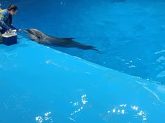 -芜湖新华联大白鲸海洋公园