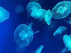 -成都浩海立方海洋公园