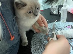 -猫大福·Fortune Cat猫舍(百子湾店)