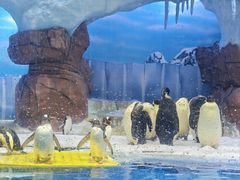 -海合安成都极地海洋公园