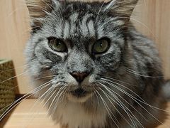 -MOCHA明星猫咖(田子坊店)