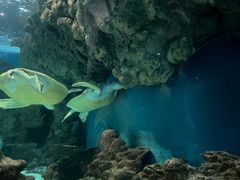 -上海海洋水族馆