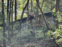 -中国大熊猫保护研究中心雅安碧峰峡基地