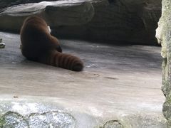 -贵州森林野生动物园