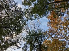 -上海共青森林公园