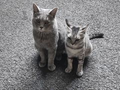 -猫岛主趣味餐厅(鼓浪屿店)