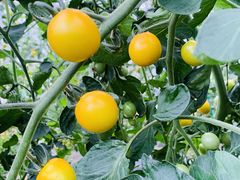 -前小桔亲子创意农场·草莓采摘·露营烧烤