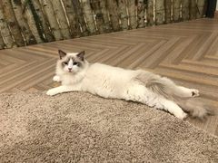 -酷豆宠物咖啡·宠物美食·撸猫馆