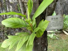 -广州神农草堂中医药博物馆