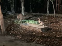 -清迈夜间动物园