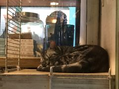 -猫咪博物馆(顶澳仔猫街店)