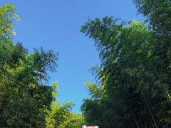 -都江堰中华大熊猫苑