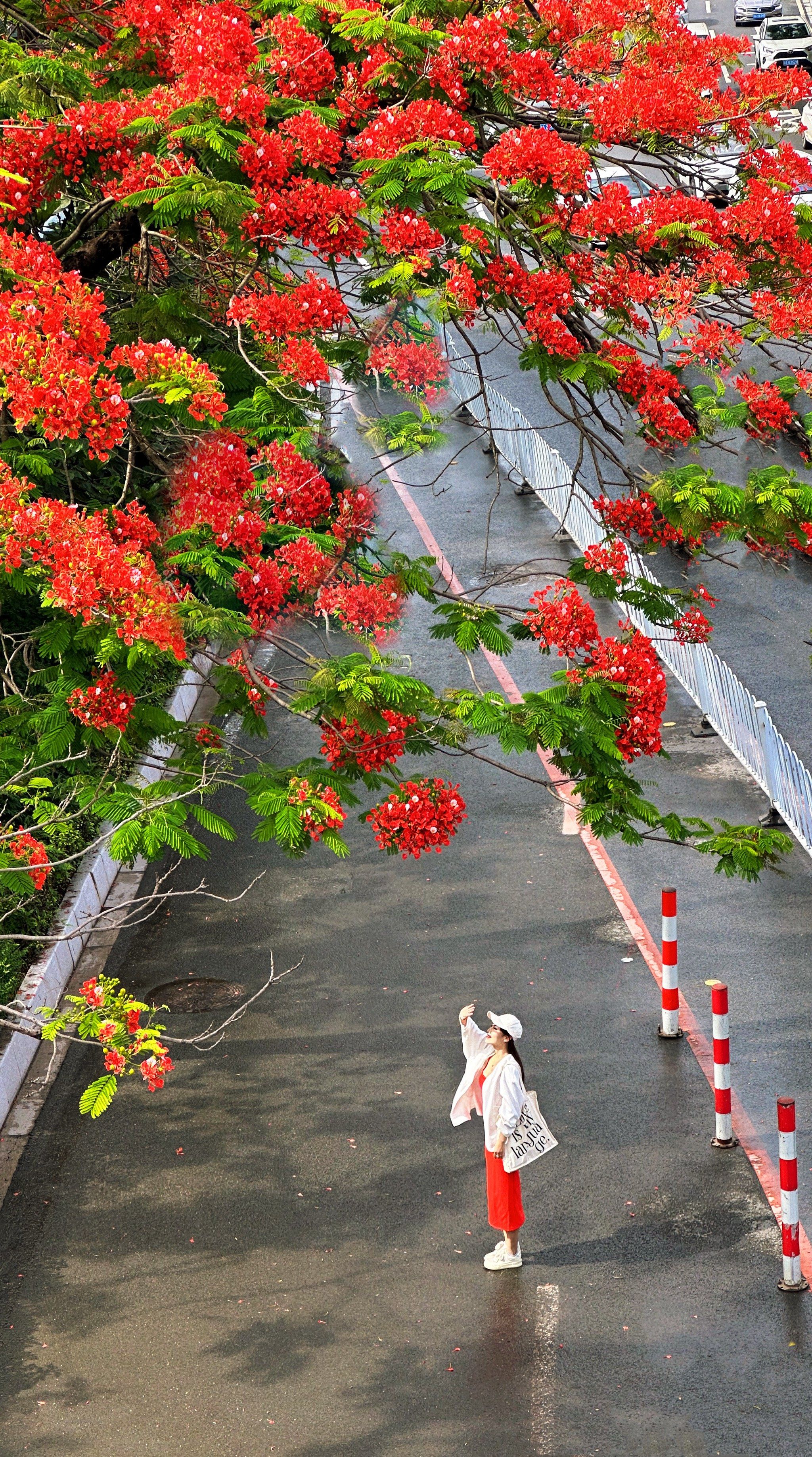 广州5月凤凰花已经美到next level