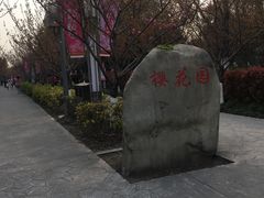 景点-高东镇樱花园