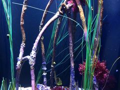 -西雅图水族馆