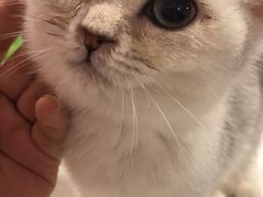 -三花喵·撸猫购宠·宠物生活馆(虹桥南丰城店)