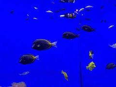 -北海海底世界