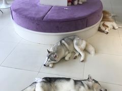 -怪兽屋·羊驼·猫咖·狗咖(俊华广场店)