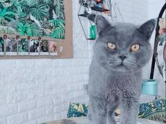 -平行世界·猫咖(首经贸店)