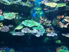 -暹罗海洋世界