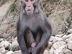 -姑婆山旅游区