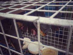 -洞里萨湖