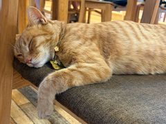 -猫的天空之城概念书店(苏州平江店)