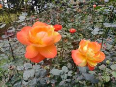 -上海共青森林公园