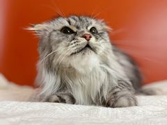 -喵五郎の猫咪酒店·专业洗护·寄养